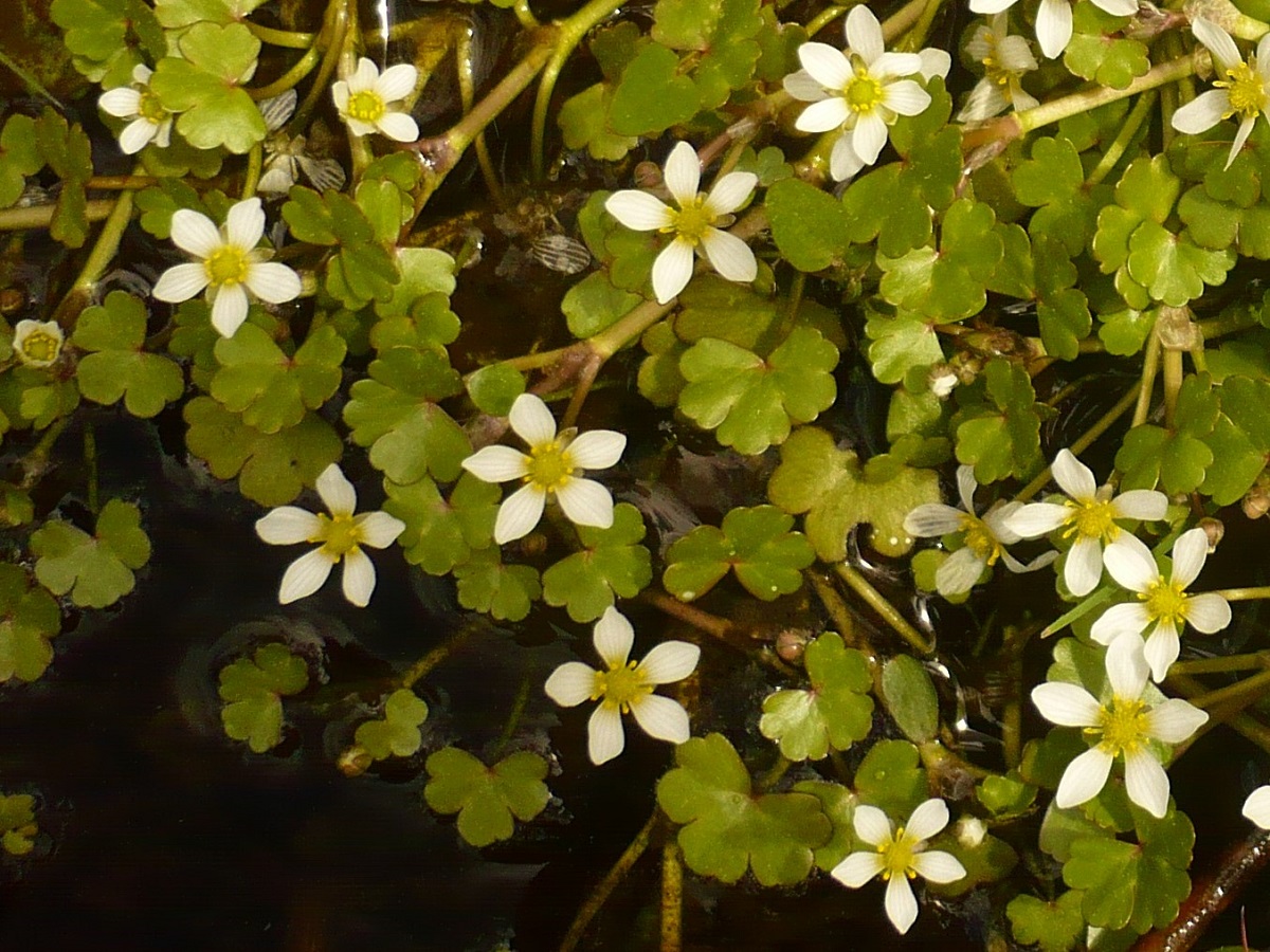 Ranunculus omiophyllus (Ranunculaceae)